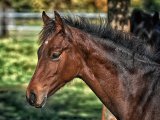 3 tips voor wanneer je een rondje met je paard door het bos gaat