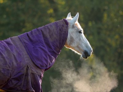 verstoring Kelder Bestuiven Welke deken moet mijn paard dragen?