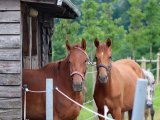 Wat komt er allemaal kijken bij het laten bouwen van een paardenstal?